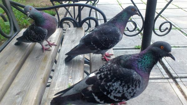 а что это вы тут делаете?