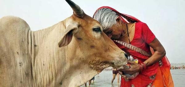 свяшенная корова