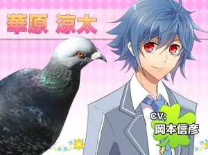 Pigeon buddy